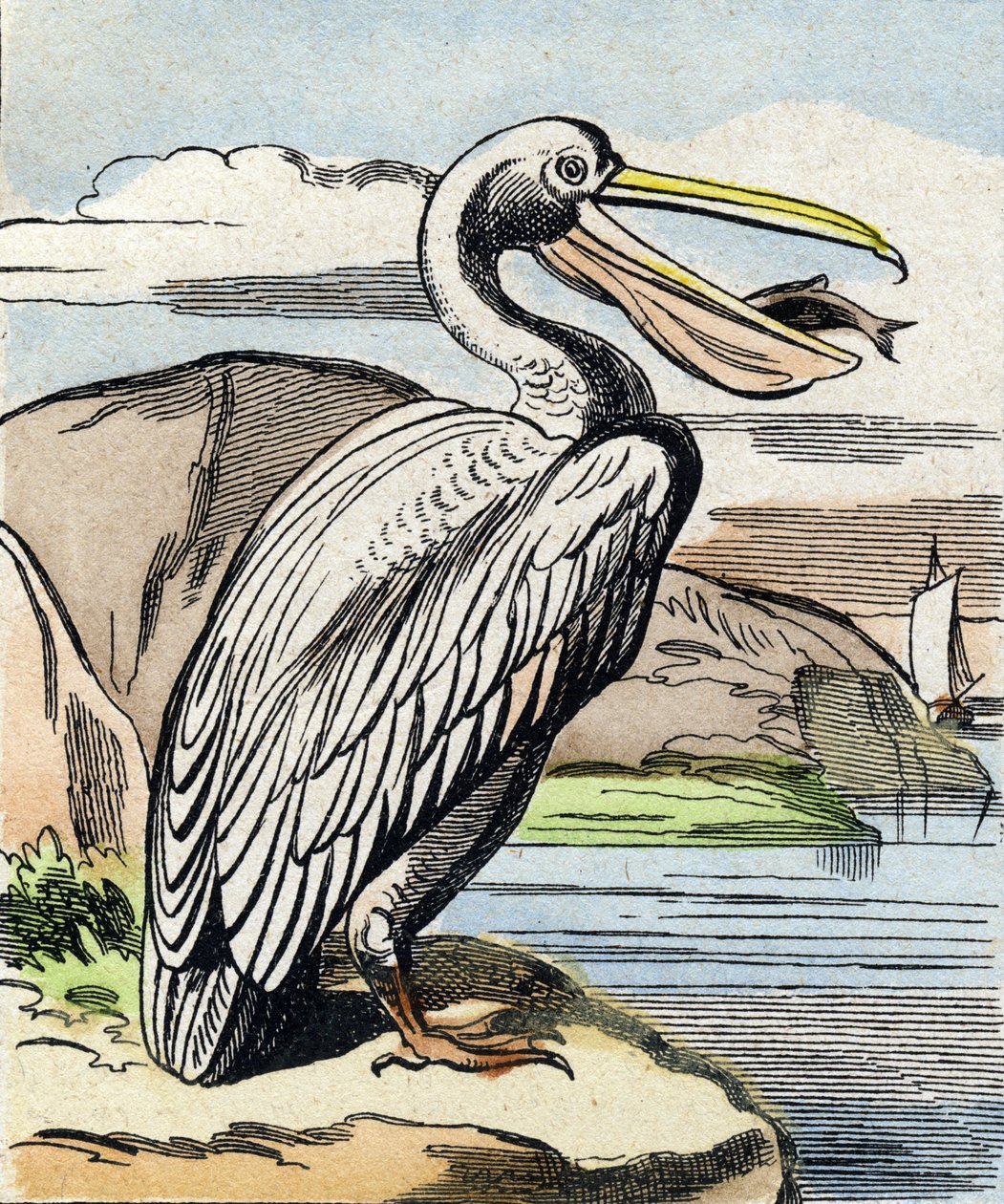 Der Pelikan. Gravur in "Buffon Alphabet des Oiseaux n 1" von French School