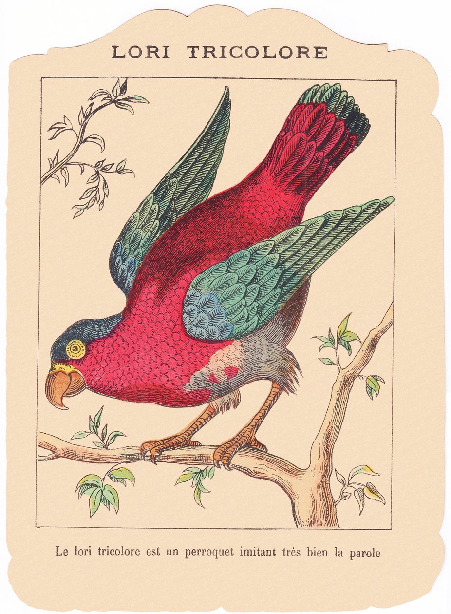 Der dreifarbige Lory ist ein Papagei, der sehr gut sprechen imitiert., Ende 19. Jahrhundert von French School