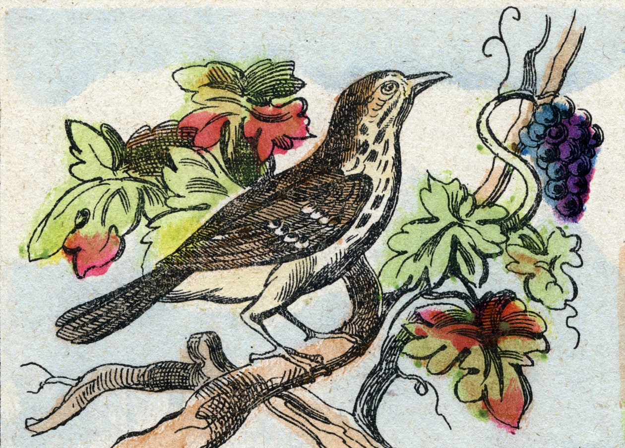 Drossel. Gravur in "Buffon Alphabet des Oiseaux n 1" von French School