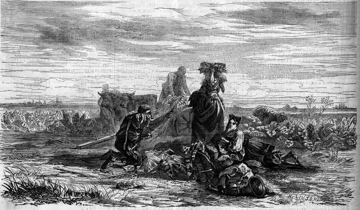 Tabakanbau: die Ernte. Gravur in „Le Monde Illustré“ Nr. 155 vom 31. März von French School