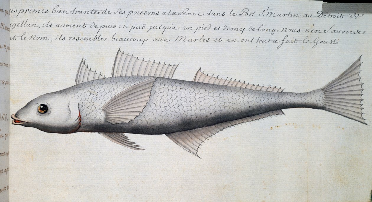 Unbekannter Fisch, Magellanstraße, Aquarell aus dem Logbuch von Jacques Gouin de Beauchesne, Kapitän der Compagnie royale de la Mer du Sud, von 1698 bis 1701 von French School