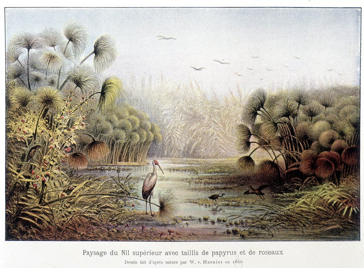 Oberer Nilübergang mit Papyrus und Schilf von French School