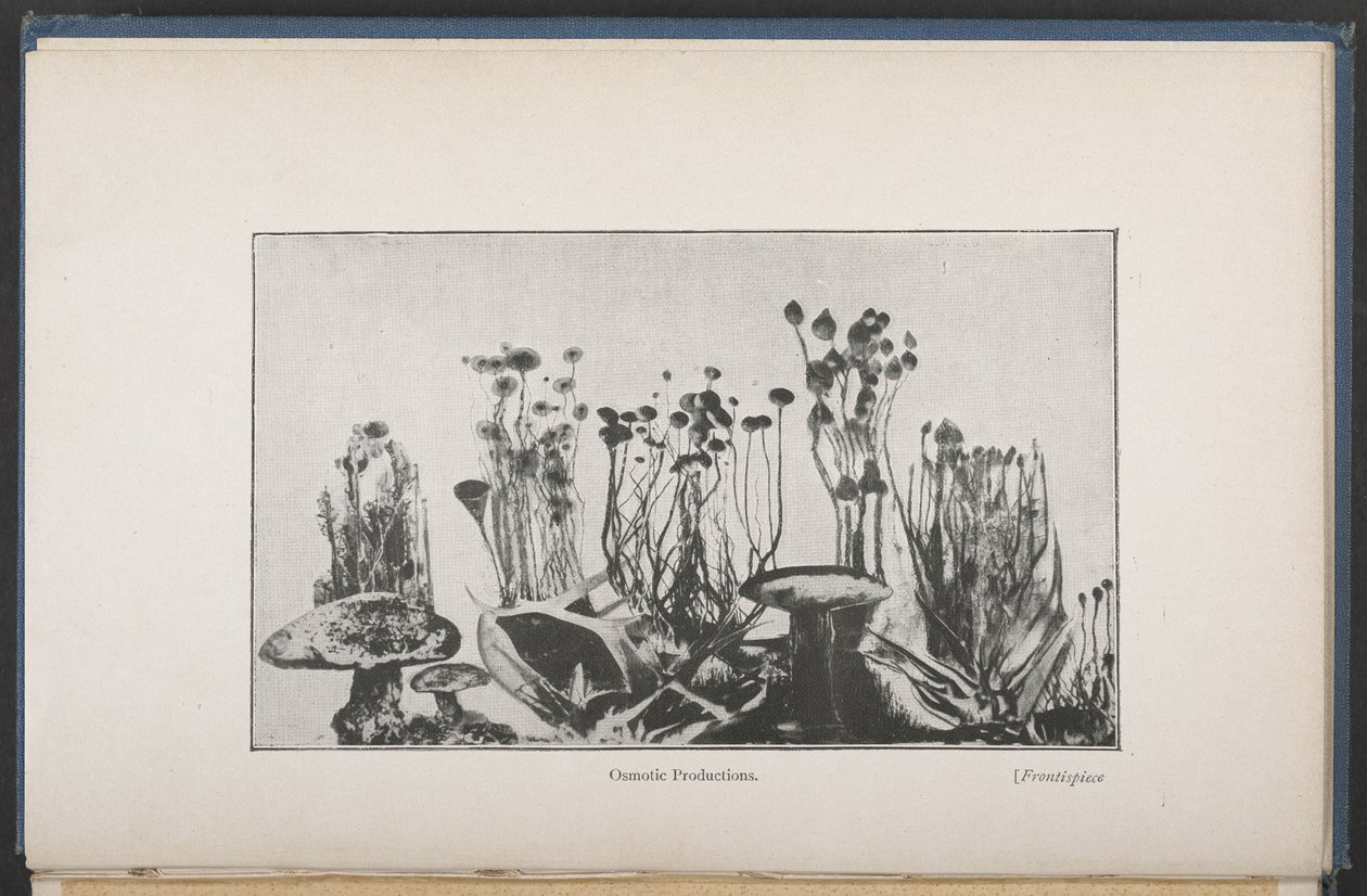 Osmotische Vegetation, Abb. 62, S. 163, aus 