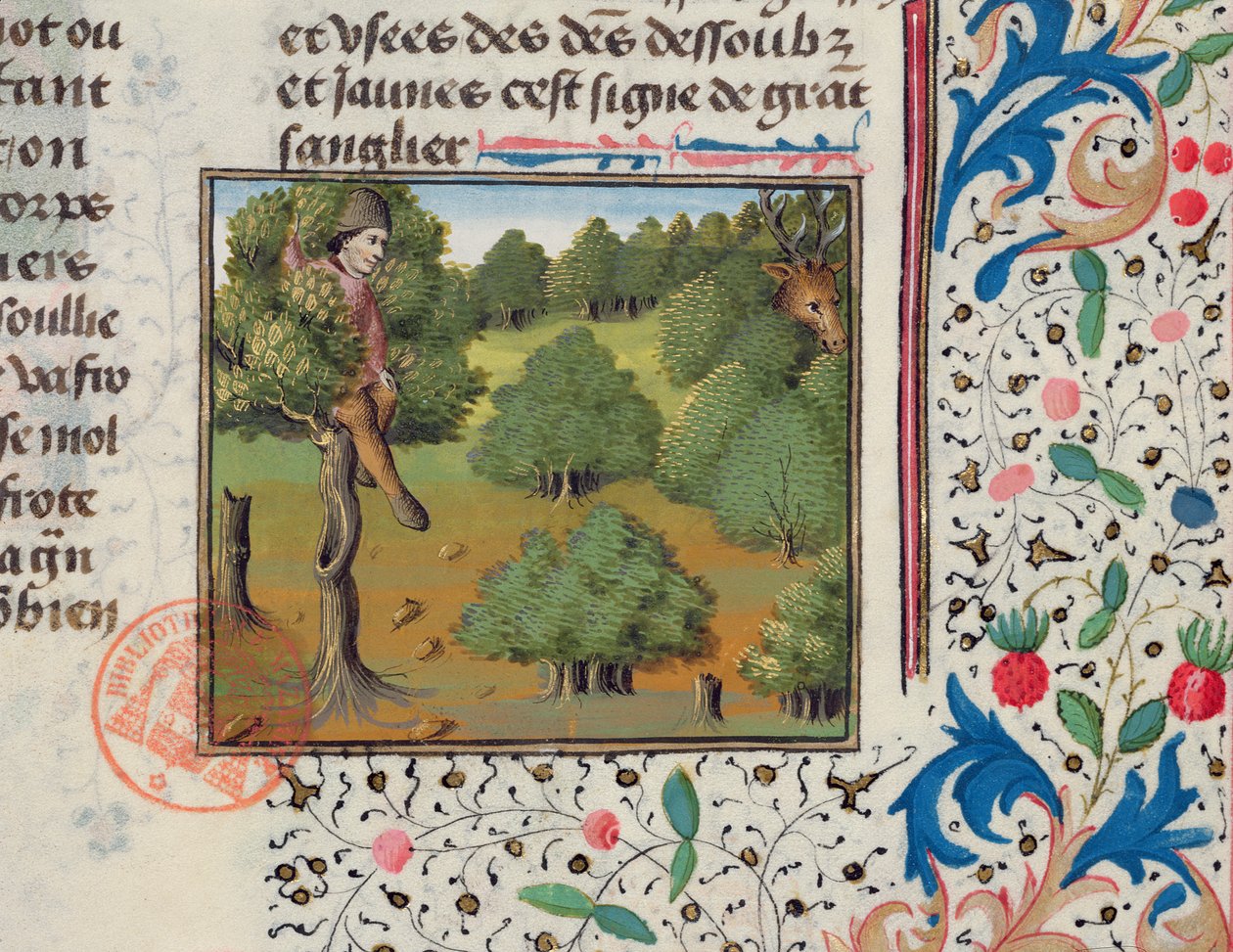 Warten auf Hirsche, versteckt in einem Baum, aus dem Livre de la Chasse von Gaston Phebus von French School
