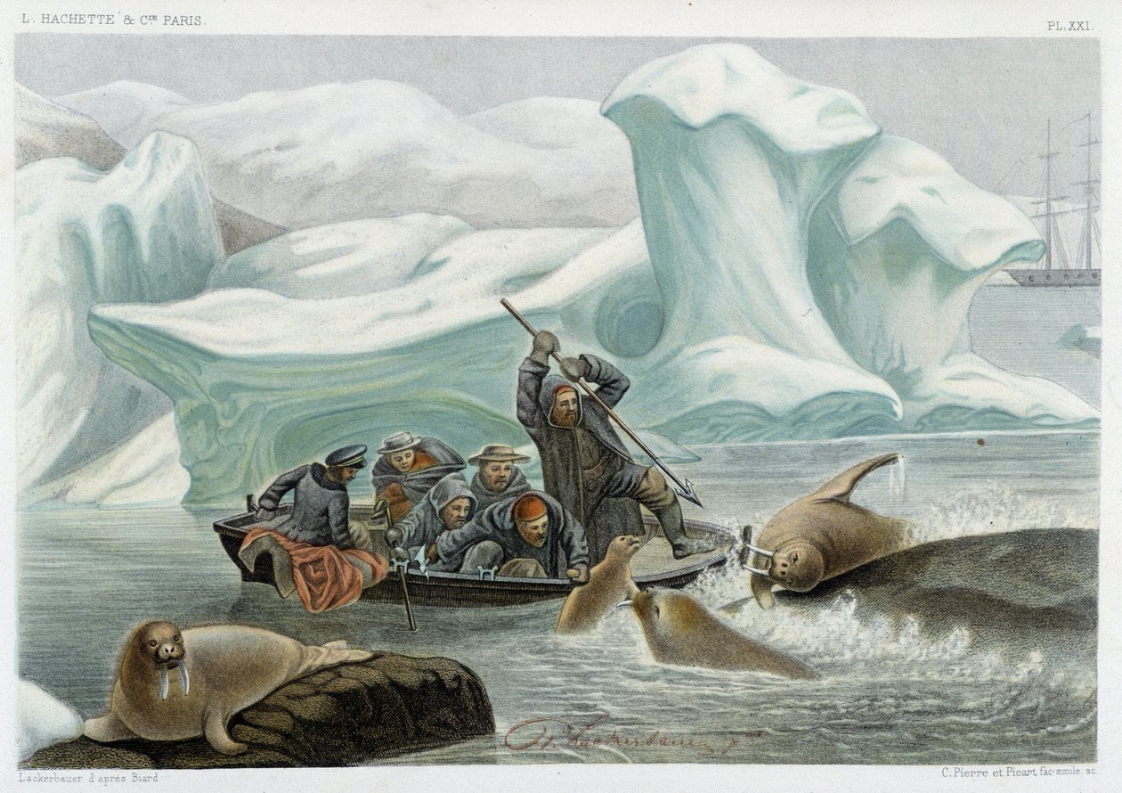 Walrossjagd - in „Le monde de la mer“ von Alfred Fredol, Hachette, Paris von French School