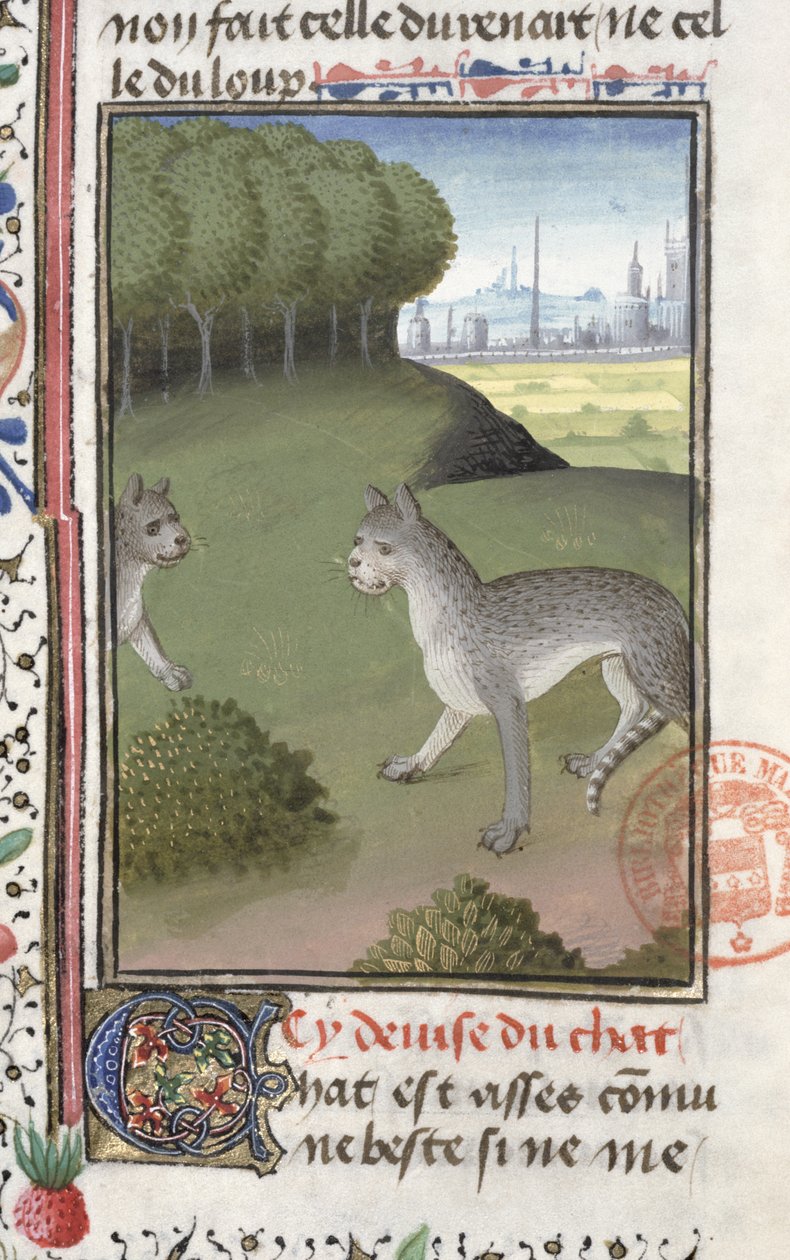 Wildkatzen, aus dem Livre de la Chasse von Gaston Phebus de Foix (1331-91) von French School