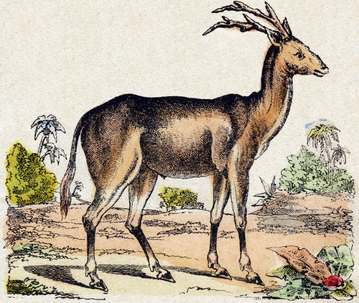 Xantarus. Gravur in „Alphabet der wilden Tiere“. 9. Serie. Bildsprache von Epinal, Pellerin, Drucker-Verleger, um 1870. Holzschnitte, schabloniert. 16 Seiten. Maße: 20 x 15 cm. Private Sammlung von French School