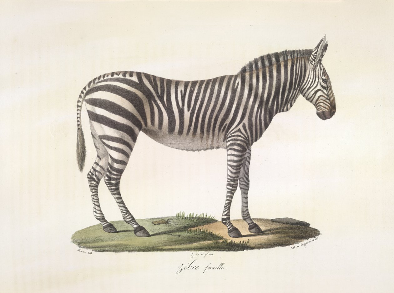Weibliches Zebra, aus Histoire Naturelle des Mammifères von French School