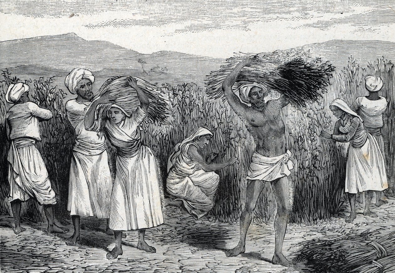 Ernte von gewöhnlichem Smilax oder Sarsaparille oder rauem Winden in Peru (Gravur) 1888 von French School