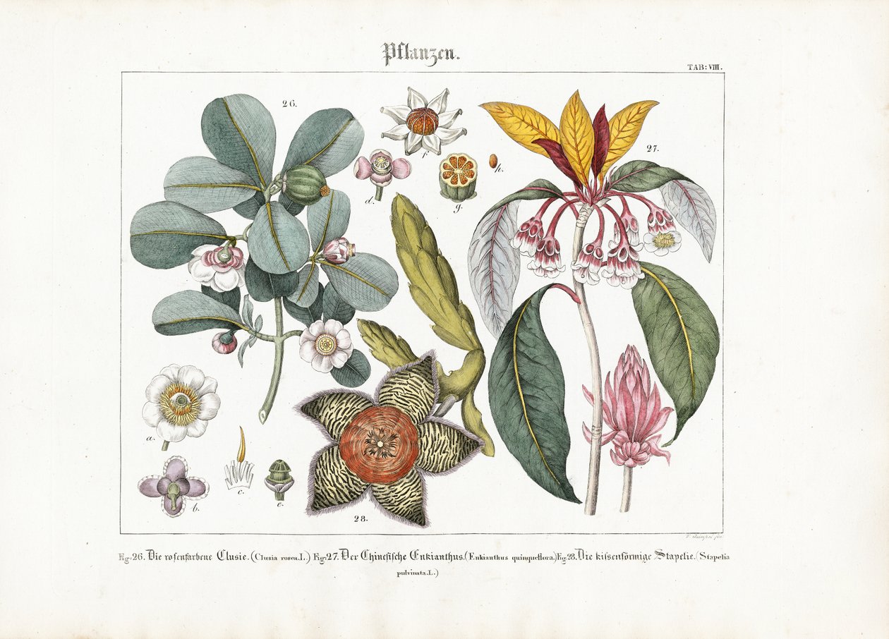 Exotische Zierpflanzen: Clusia, Enkianthus und Stapelia von Friedrich Guimpel