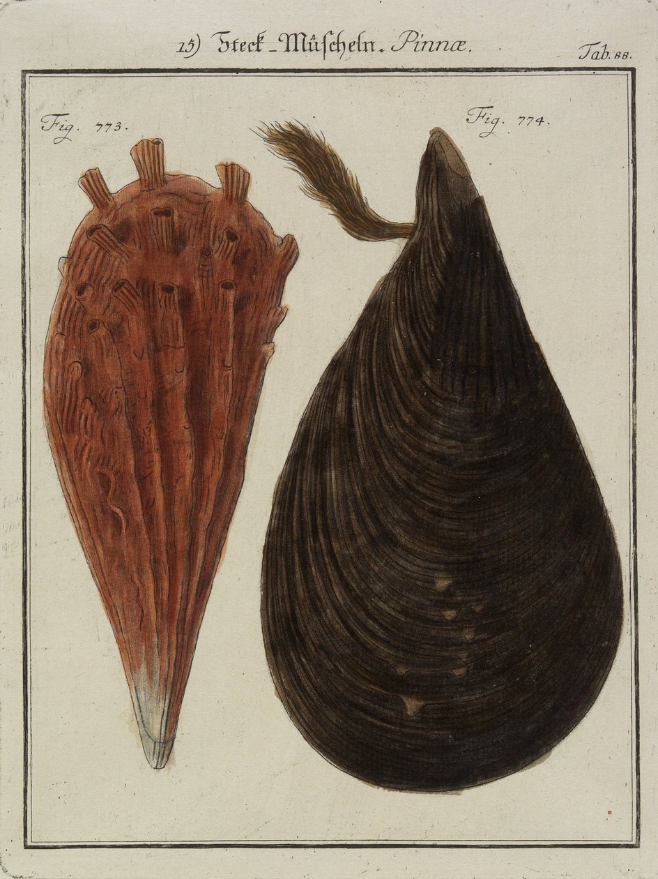 Muscheln, aus Neues Systematisches Conchylien-Cabinet, 1784 von Friedrich Heinrich Wilhelm Martini