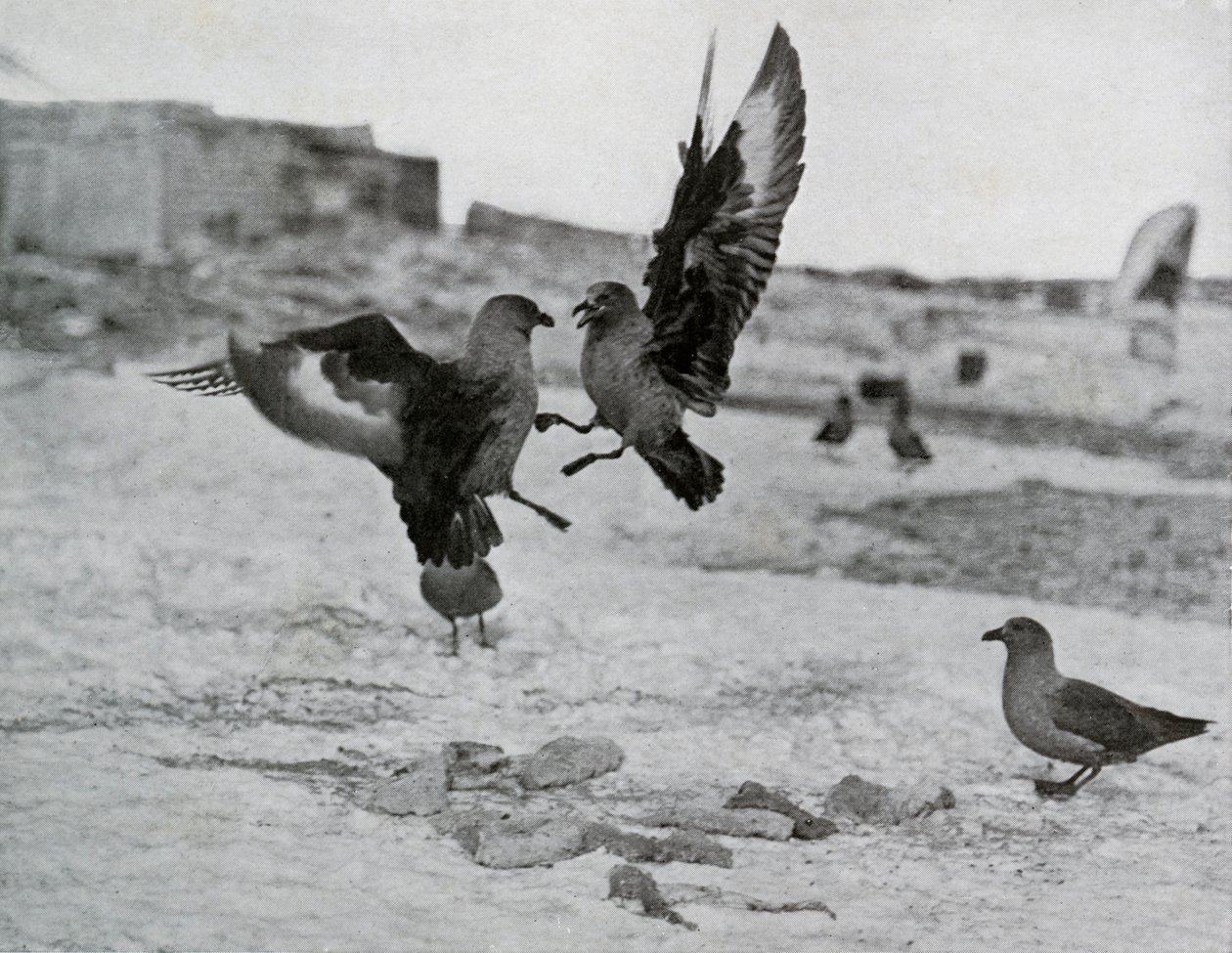 Skua-Möwen kämpfen um etwas Blubber, 1911, 1913 von G. Murray Levick