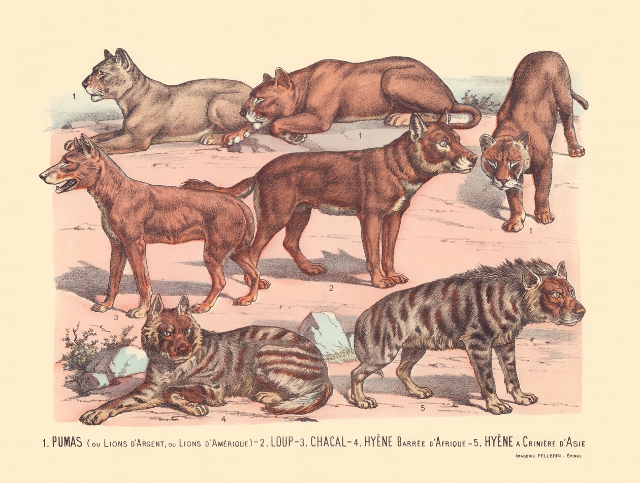 Seite 13: Pumas oder Silberlöwen oder Amerikanische Löwen, Wolf, Schakal, Afrikanische Streifenhyäne, Asiatische Mähnenhyäne von Gabriel Gostiaux