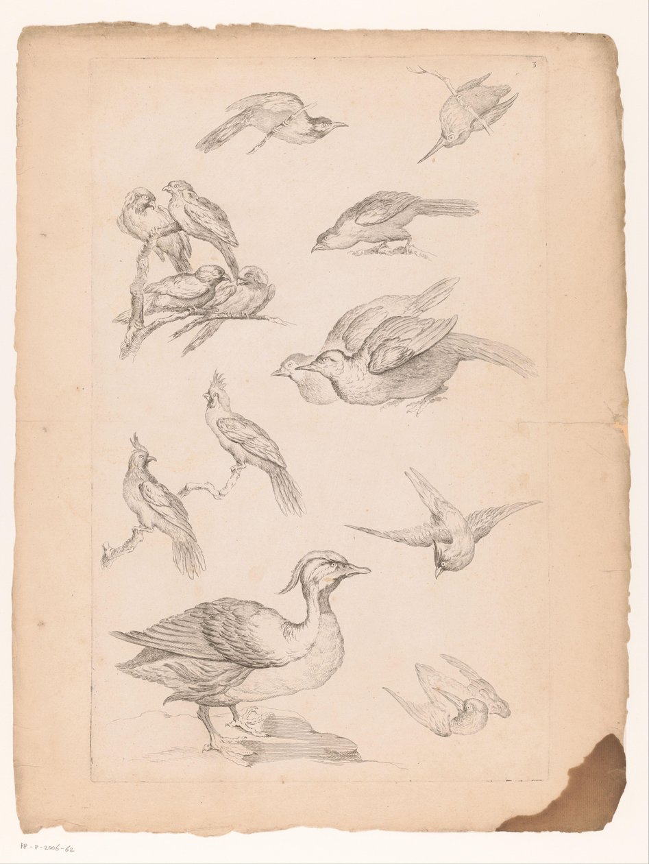 Vierzehn chinesische Vögel, darunter Enten und Eisvögel von Gabriel Huquier (attributed to)