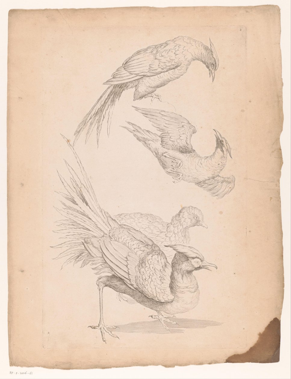 Vier chinesische Vögel, möglicherweise Paradiesvögel von Gabriel Huquier (attributed to)