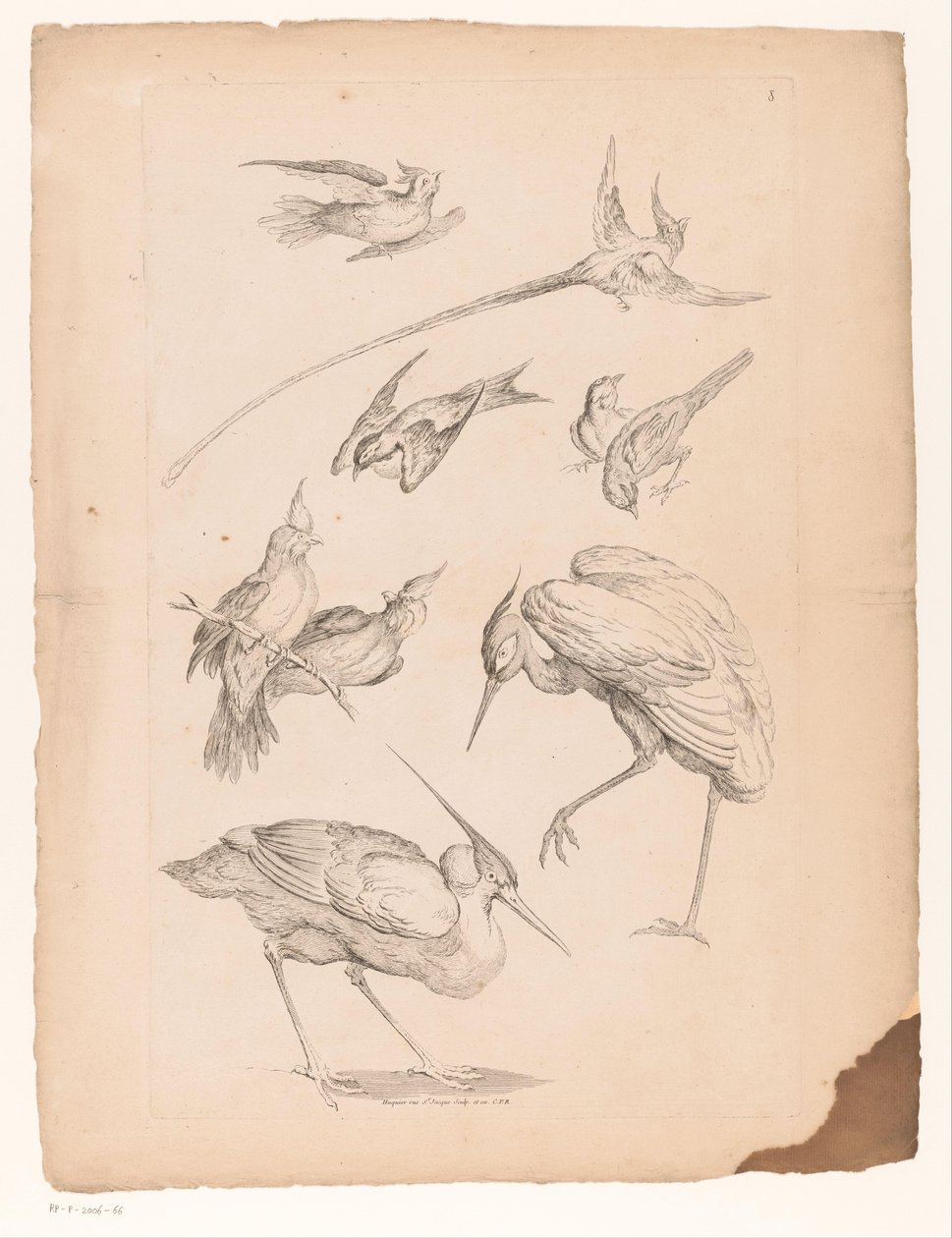 Neun chinesische Vögel, darunter ein Reiher und möglicherweise Paradiesvögel von Gabriel Huquier