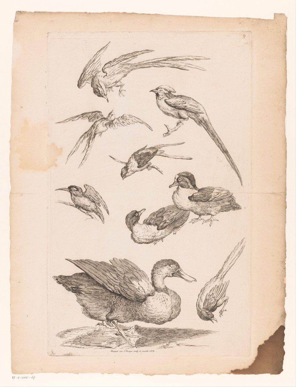Neun chinesische Vögel, darunter Enten, ein Eisvogel und möglicherweise Paradiesvögel von Gabriel Huquier