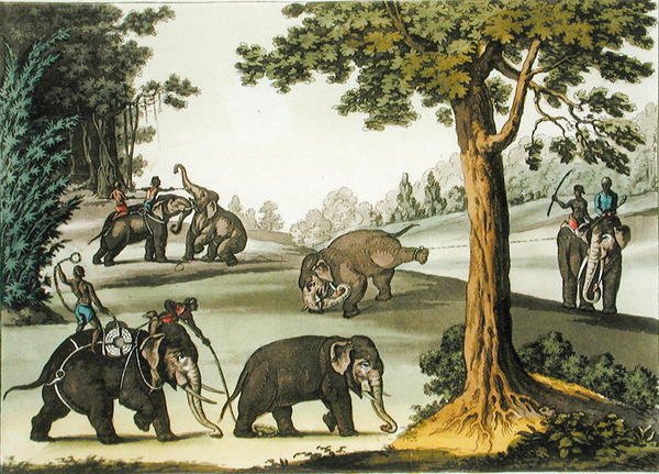 Elefantenfang in Burma, Tafel 76 aus 