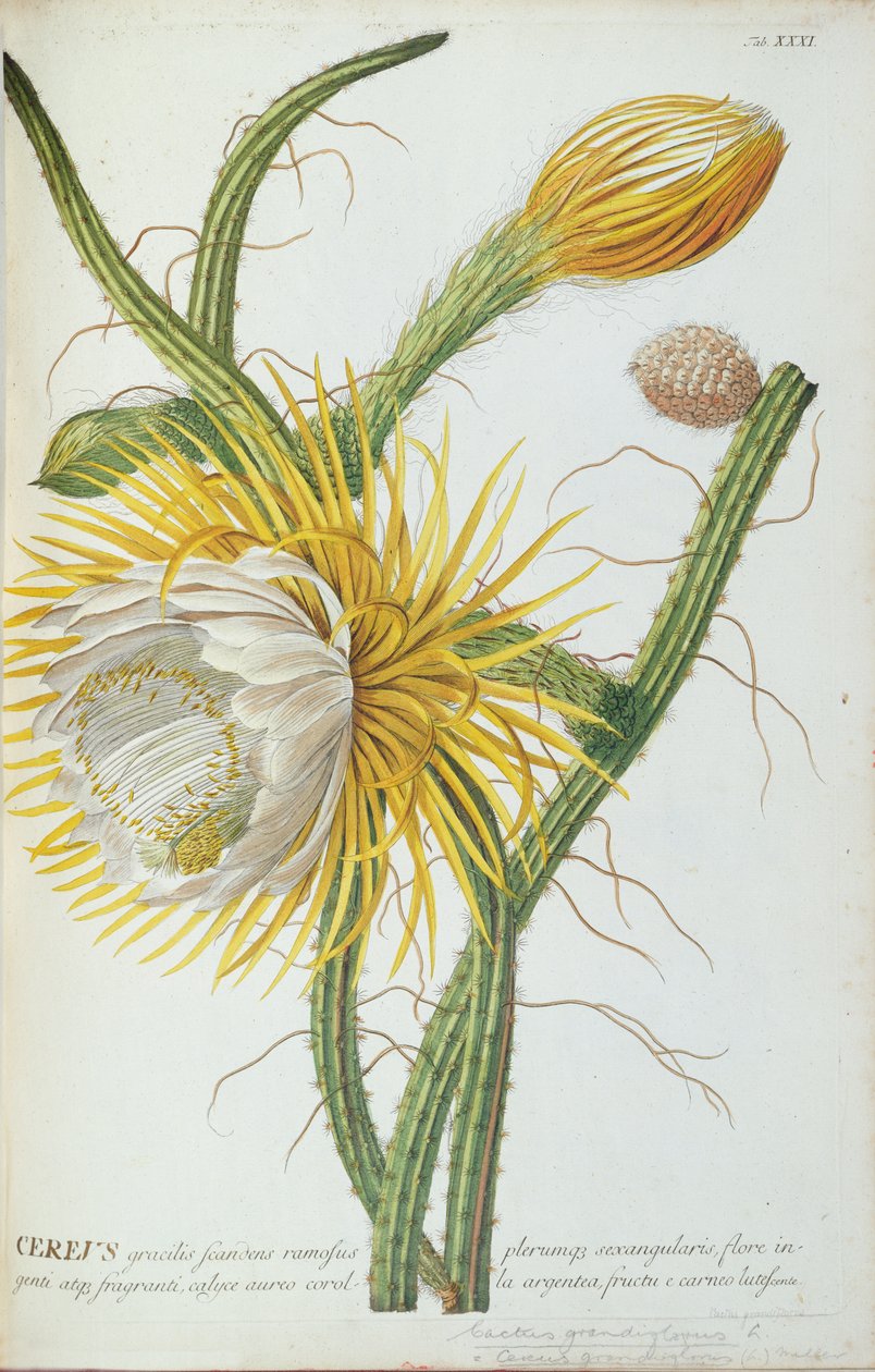Kaktus: Cereus, aus Trews 