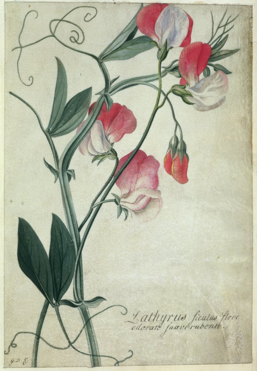 Lathyrus Siculus Flore, ca. 1760-70 von Georg Dionysius Ehret