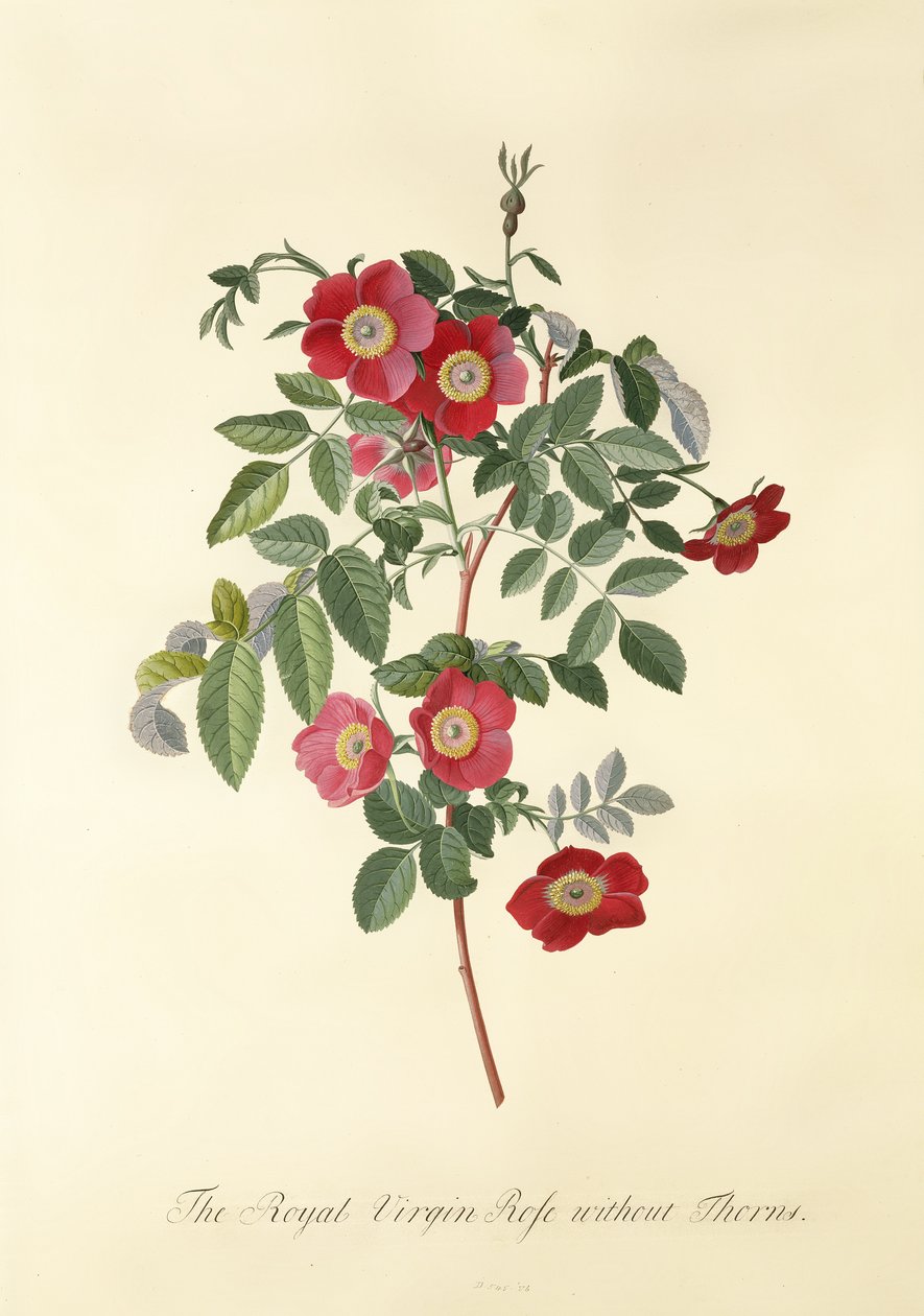 Rose: Ohne Dornen (Königliche Jungfrauenrose) von Georg Dionysius Ehret