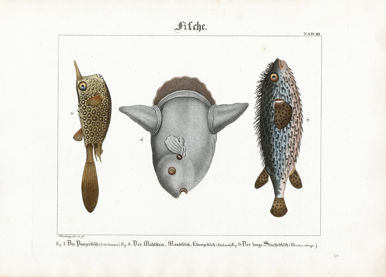 Exotische Fische: Kofferfisch, Mondfisch und Igelfisch von Georg Bretzing
