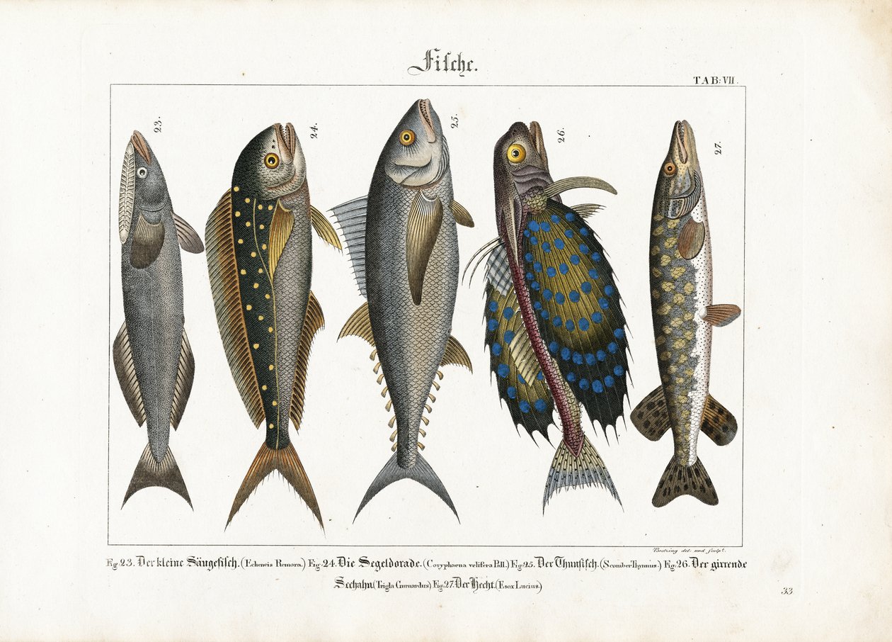 Meeresfische: Schiffshalter, Goldmakrele, Thunfisch, Knurrhahn und Hecht von Georg Bretzing