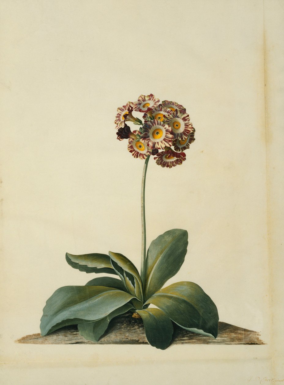 Eine rosa gesprenkelte Aurikel von Georg Dionysius Ehret