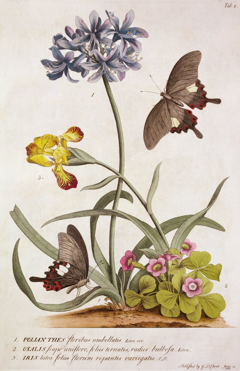 Agapanthus africanus, Iris variegata und eine Art von Oxalis, aus "Plantae et Papiliones Rariores", 1749 von Georg Dionysius Ehret