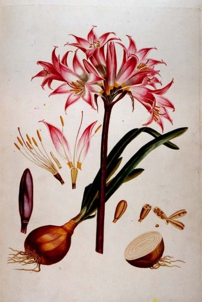 Botanische Tafel aus 