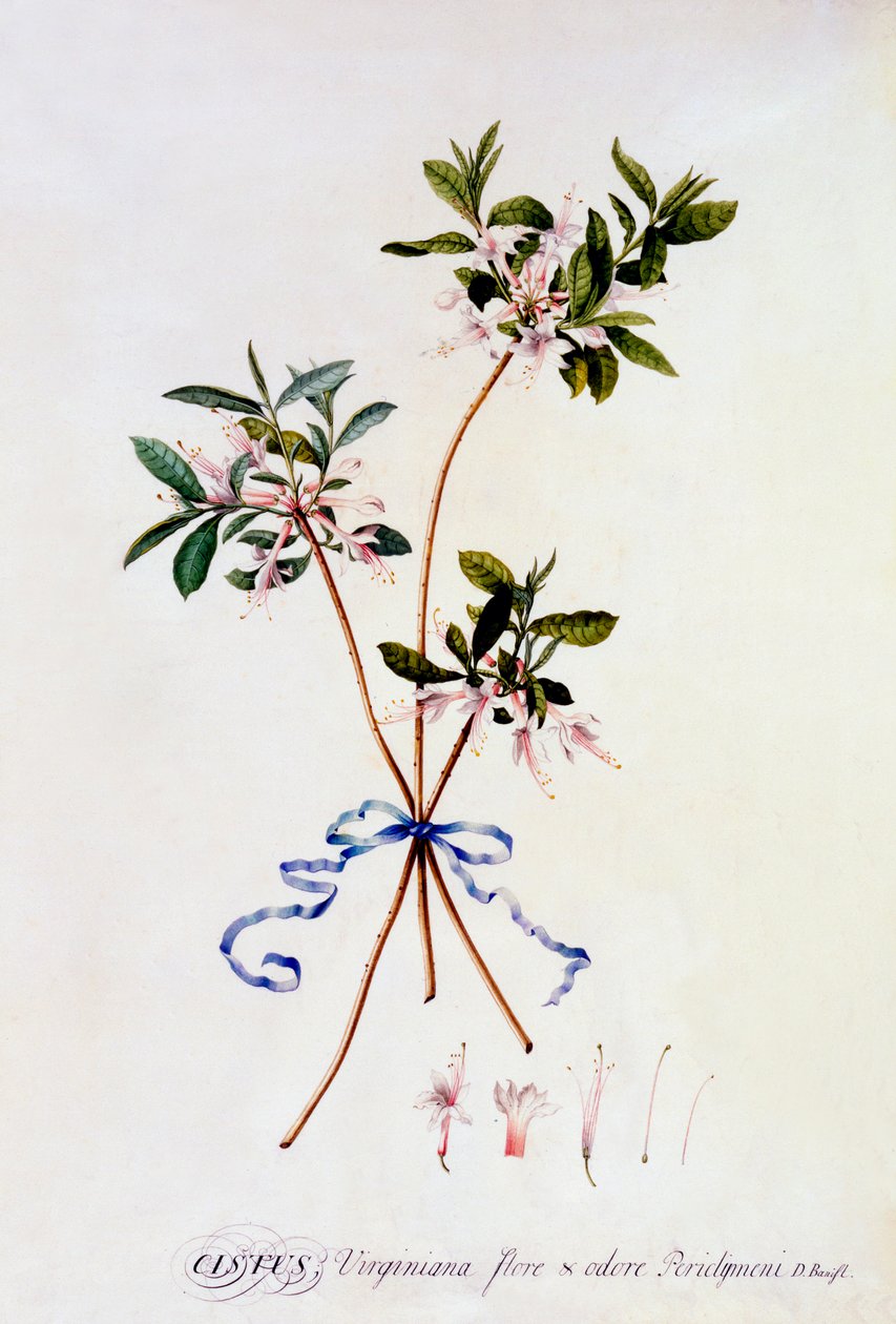 Cistus Virginiana, ca. 1743 handkolorierter Stich von "Georg Dionysius Ehret