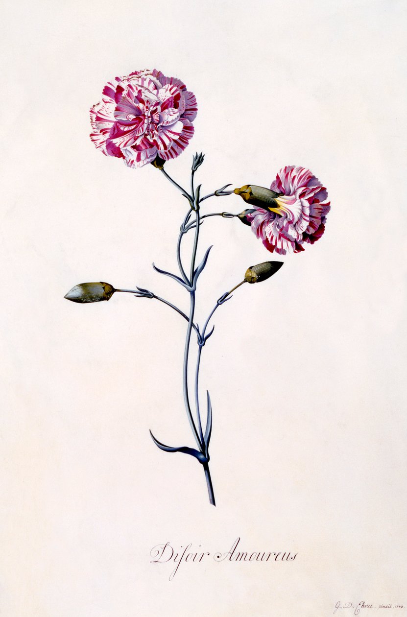 Difor Amourius Nelke, ca. 1745 handkolorierte Gravur von "Georg Dionysius Ehret