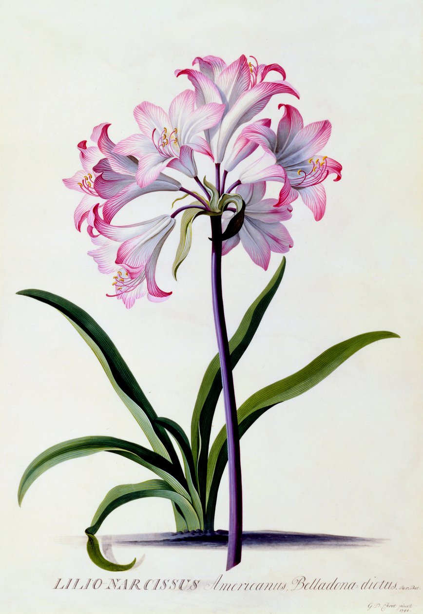Lilio Narcissus, ca. 1744 handkolorierter Stich von "Georg Dionysius Ehret