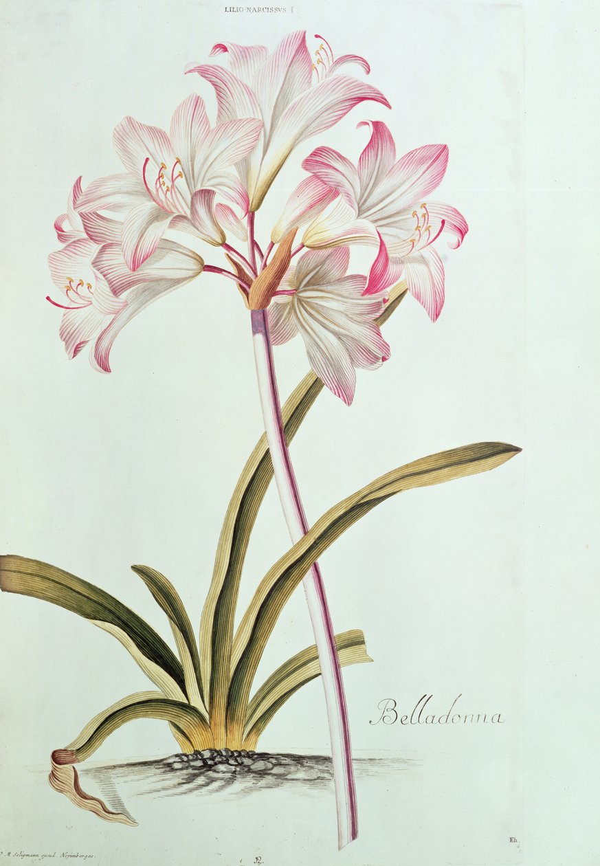 Lilie: Lilium belladonna, (pl.12) aus Trew