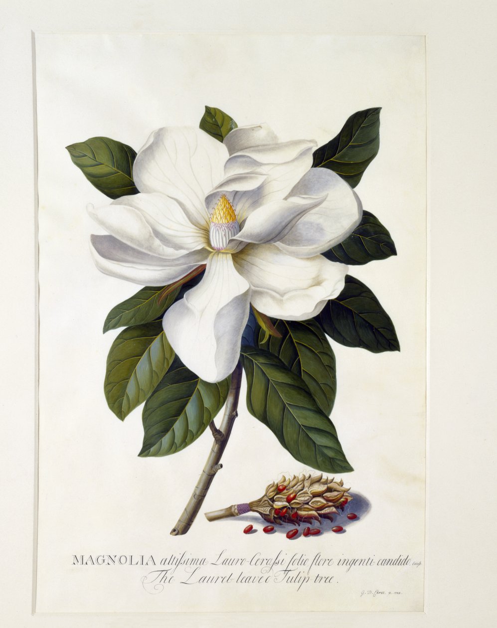 Magnolia grandiflora, ca. 1743 von Georg Dionysius Ehret