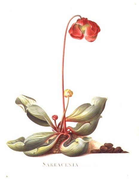 Sarracenia purpurea (Schlauchpflanze) 1764 von Georg Dionysius Ehret