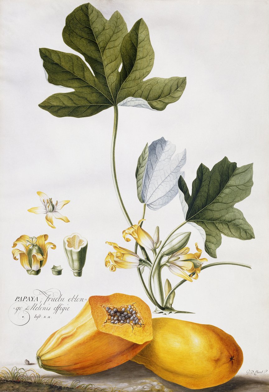Papaya von Georg Dionysius Ehret