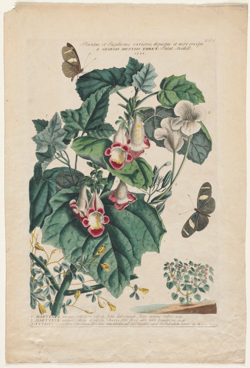 Plantae et Papiliones rariores: Martynia, 1748 von Georg Dionysius Ehret