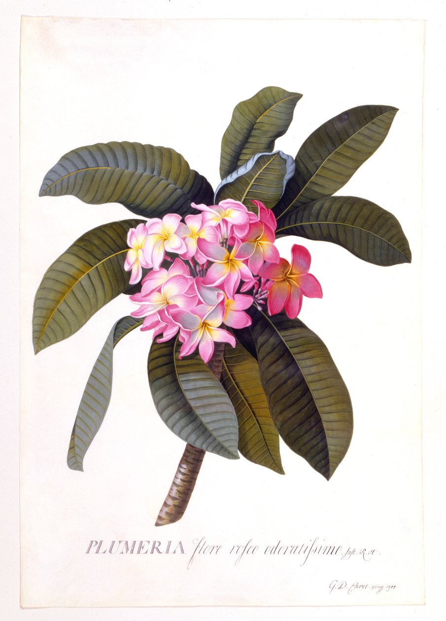 Plumeria, ca. 1744 handkolorierte Gravur von "Georg Dionysius Ehret