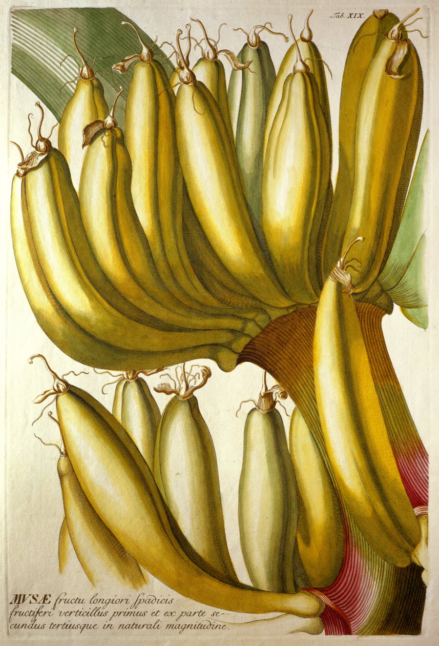 Junge Bananen, aus C. J. Trews "Plantae Selectae", 1750-73 von Georg Dionysius Ehret