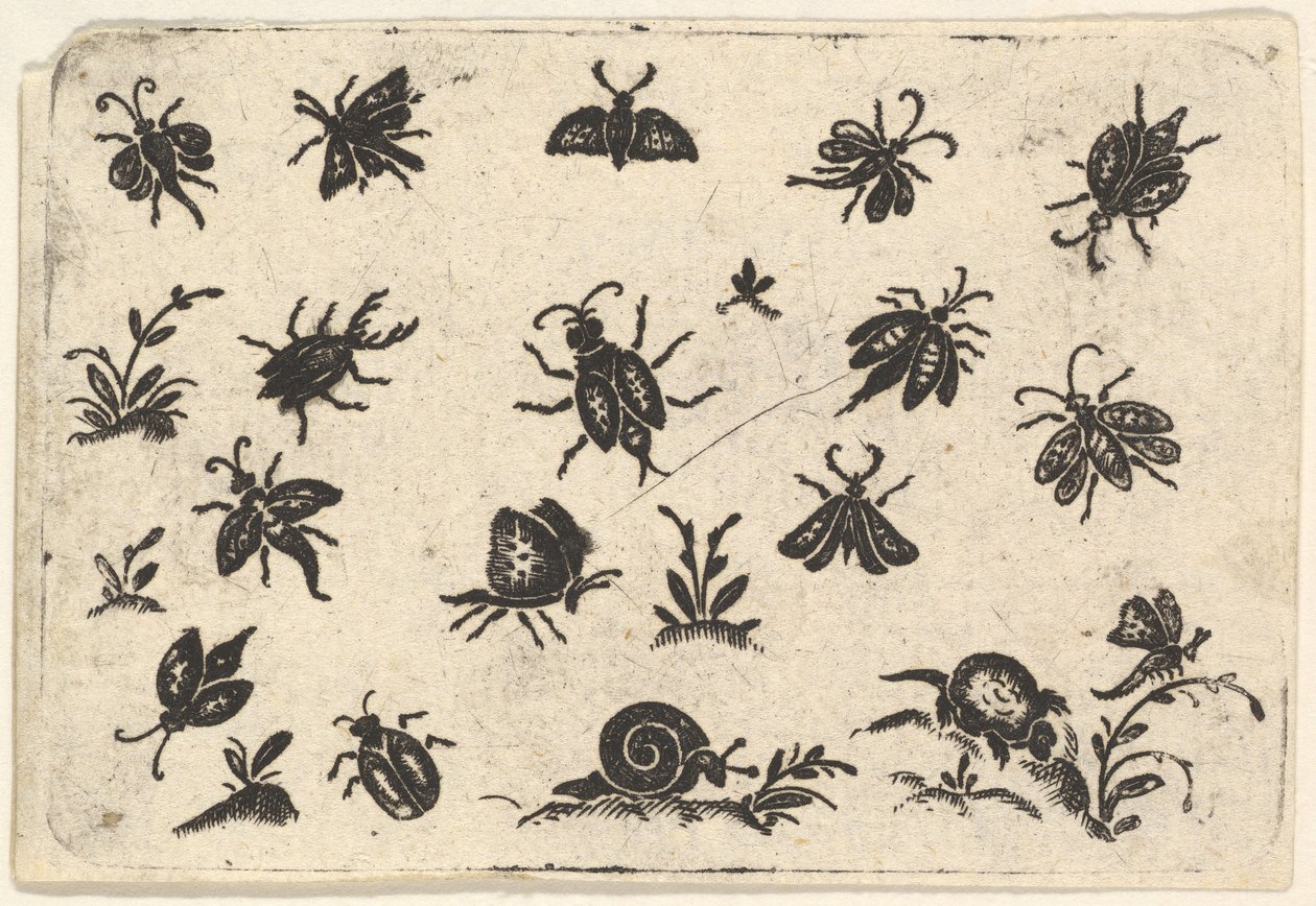 Kleine Motive von Insekten und Pflanzen von Georg Herman