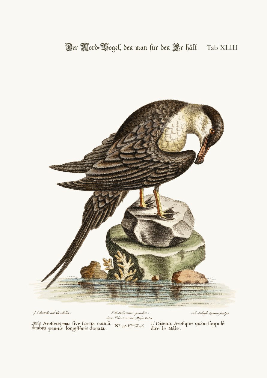 Der arktische Vogel, vermutlich der Hahn, 1749-73 von George Edwards