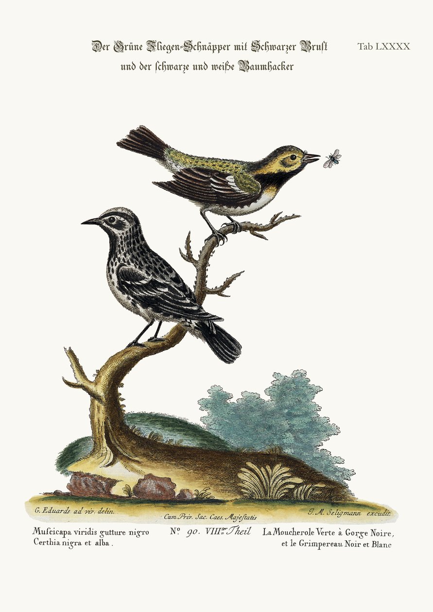 Der Schwarzkehlige Grünlaubsänger und der Schwarz-Weiß-Baumläufer, 1749-73 von George Edwards