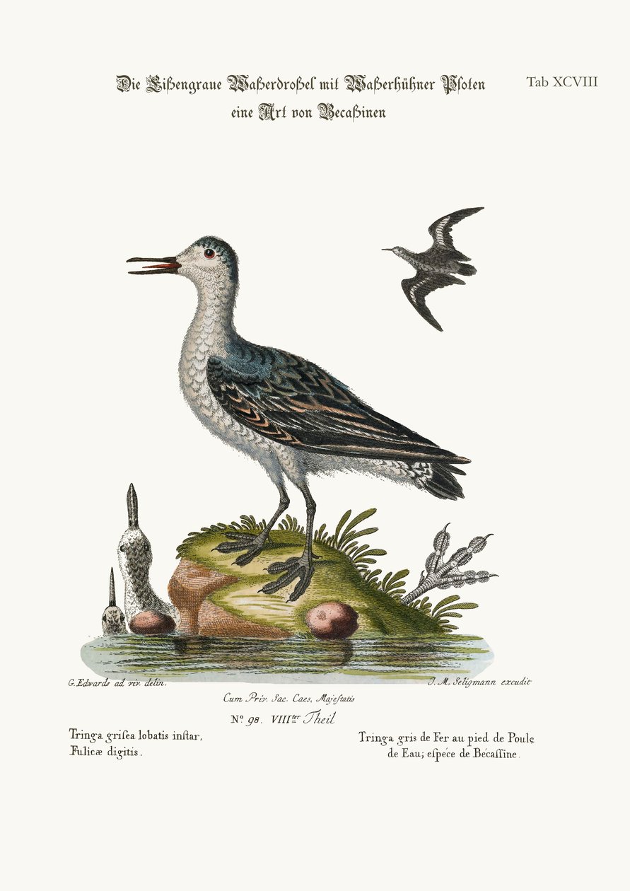 Die graue Kootfuß-Tringa, 1749-73 von George Edwards