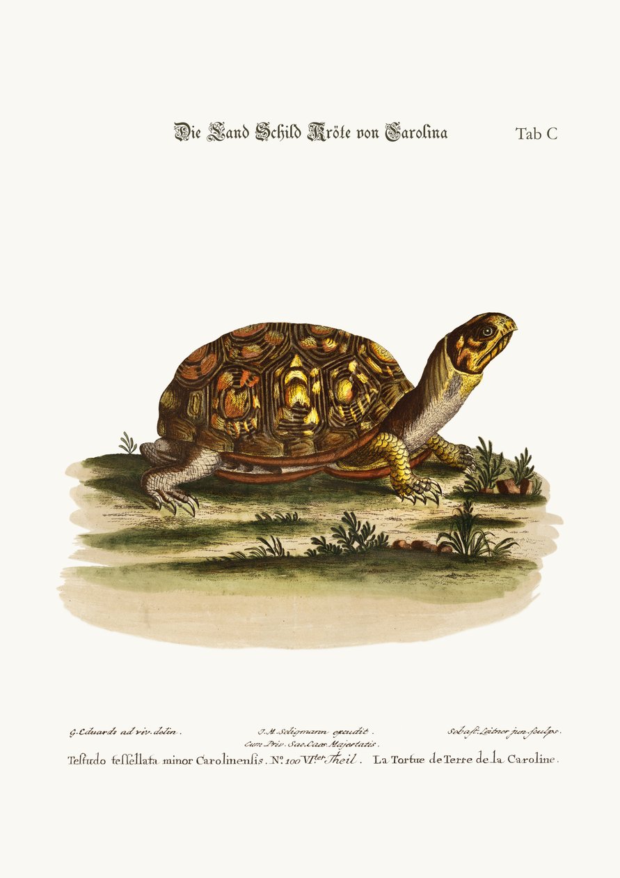 Die Landschildkröte aus Carolina, 1749-73 von George Edwards