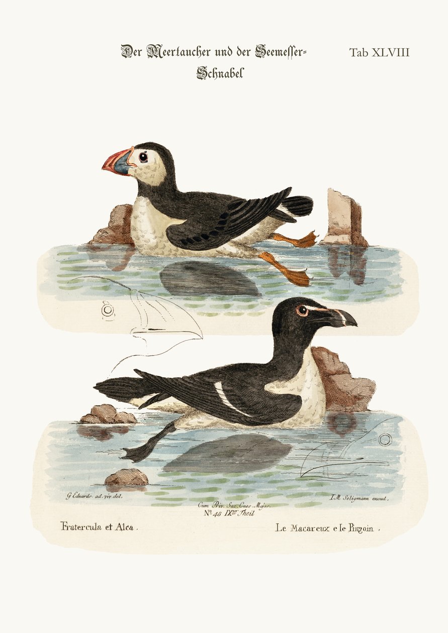 Der Papageitaucher und der Tordalk, 1749-73 von George Edwards