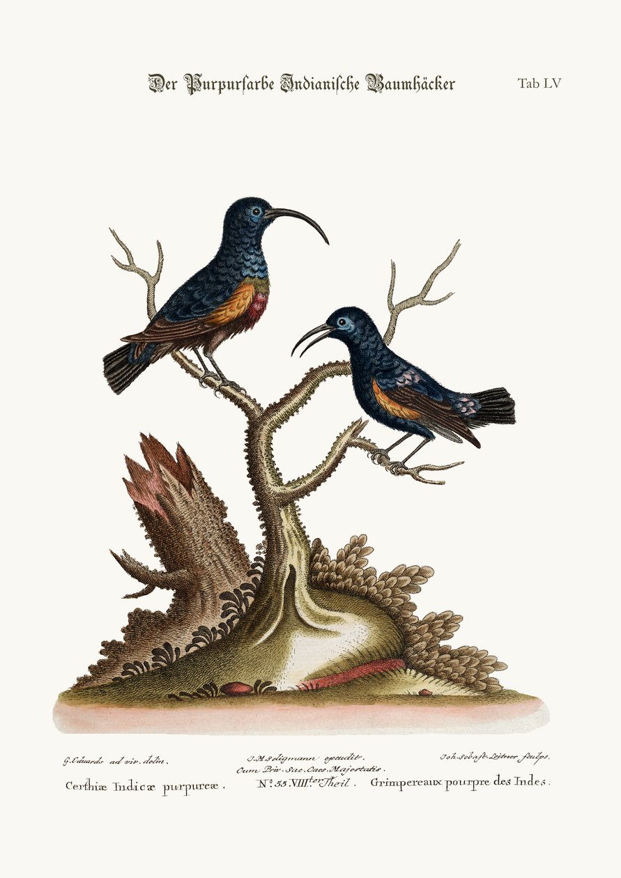 Die Purpurindianer, 1749-73 von George Edwards