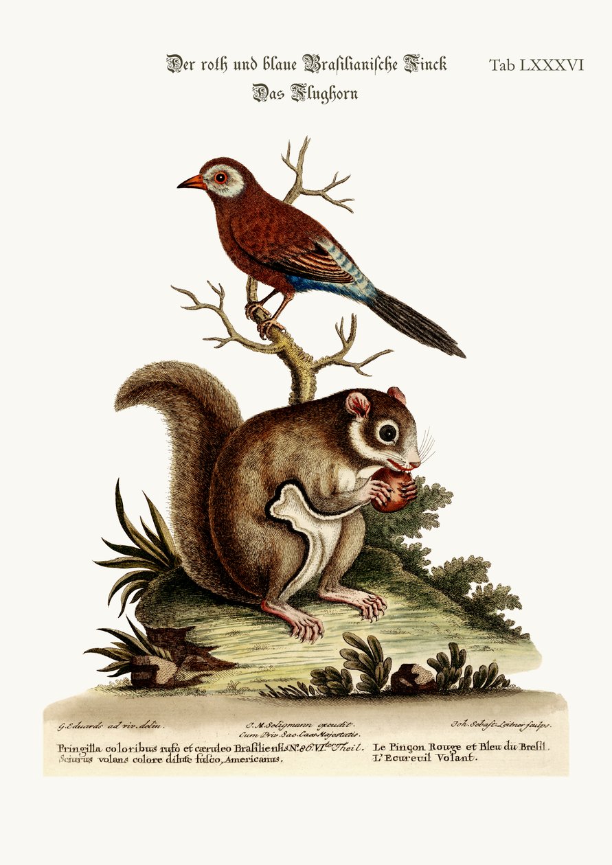 Der rote und blaue brasilianische Fink. Das fliegende Eichhörnchen, 1749-73 von George Edwards