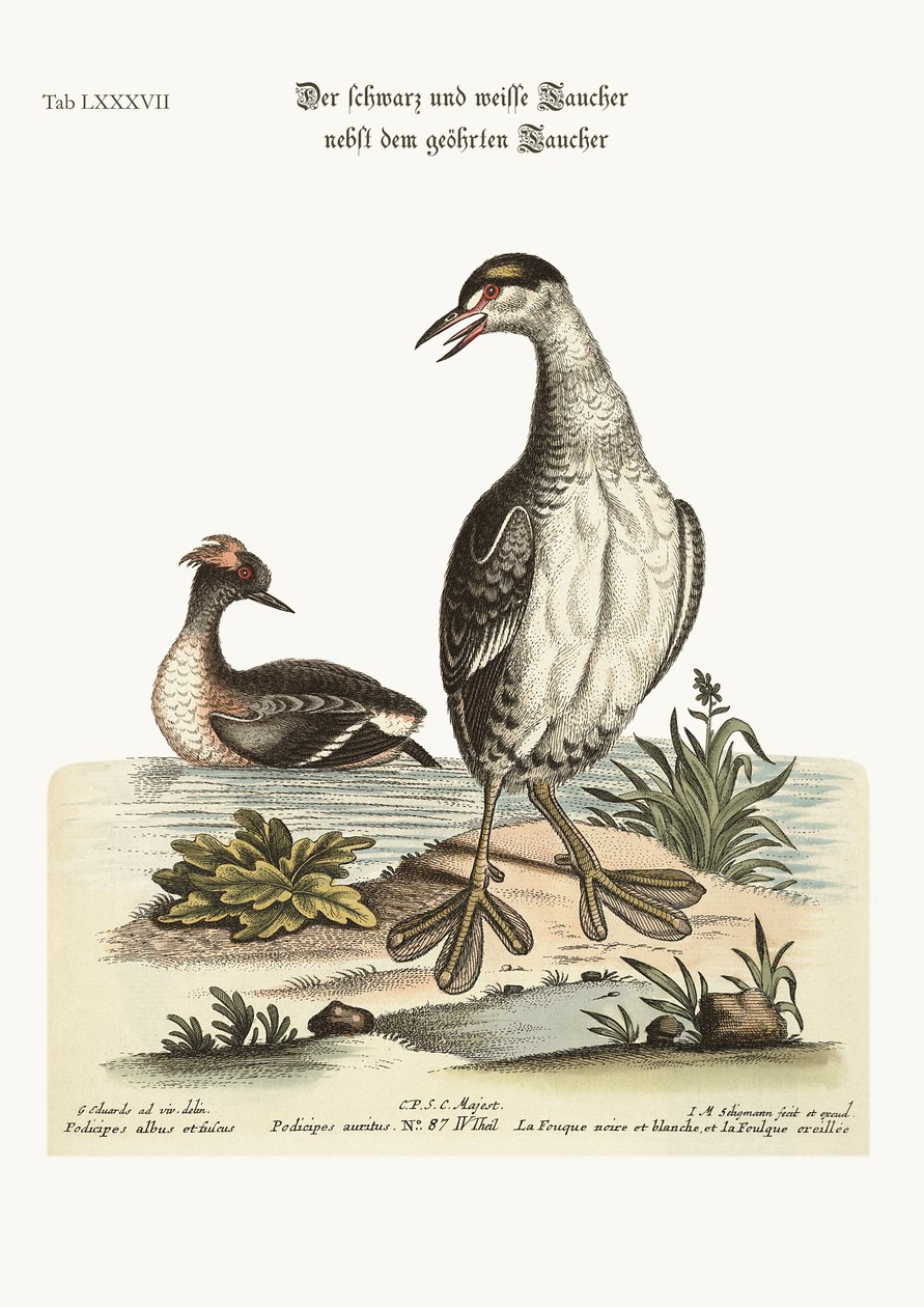 Der schwarz-weiße Zwergtaucher und der Ohrentaucher, 1749-73 von George Edwards