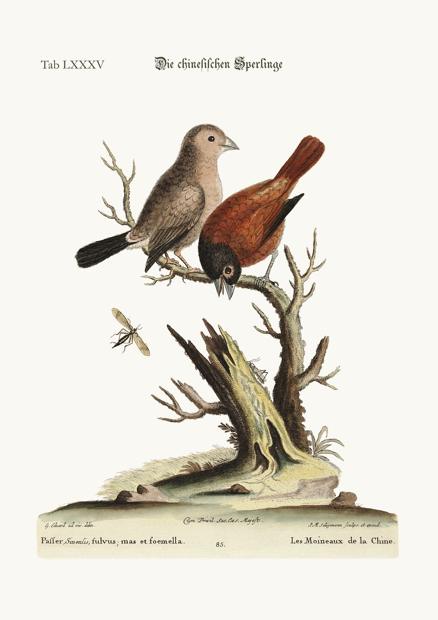 Die chinesischen Spatzen, 1749-73 von George Edwards